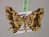  ( - BC ZSM Lep 13877)  @12 [ ] CreativeCommons - Attribution Non-Commercial Share-Alike (2010) Unspecified SNSB, Zoologische Staatssammlung Muenchen