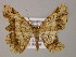  ( - BC ZSM Lep 13879)  @14 [ ] CreativeCommons - Attribution Non-Commercial Share-Alike (2010) Unspecified SNSB, Zoologische Staatssammlung Muenchen