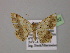  ( - BC ZSM Lep 13882)  @12 [ ] CreativeCommons - Attribution Non-Commercial Share-Alike (2010) Unspecified SNSB, Zoologische Staatssammlung Muenchen