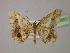  ( - BC ZSM Lep 13883)  @12 [ ] CreativeCommons - Attribution Non-Commercial Share-Alike (2010) Unspecified SNSB, Zoologische Staatssammlung Muenchen