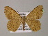  ( - BC ZSM Lep 13891)  @13 [ ] CreativeCommons - Attribution Non-Commercial Share-Alike (2010) Unspecified SNSB, Zoologische Staatssammlung Muenchen