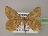  ( - BC ZSM Lep 13892)  @11 [ ] CreativeCommons - Attribution Non-Commercial Share-Alike (2010) Unspecified SNSB, Zoologische Staatssammlung Muenchen