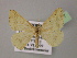  ( - BC ZSM Lep 13897)  @14 [ ] CreativeCommons - Attribution Non-Commercial Share-Alike (2010) Unspecified SNSB, Zoologische Staatssammlung Muenchen