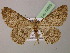  ( - BC ZSM Lep 13925)  @13 [ ] CreativeCommons - Attribution Non-Commercial Share-Alike (2010) Unspecified SNSB, Zoologische Staatssammlung Muenchen