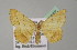 (Plateoplia - BC ZSM Lep 13967)  @14 [ ] CreativeCommons - Attribution Non-Commercial Share-Alike (2010) Unspecified SNSB, Zoologische Staatssammlung Muenchen