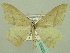  (Rhodostrophia auctata - BC ZSM Lep 33920)  @14 [ ] CreativeCommons - Attribution Non-Commercial Share-Alike (2010) Unspecified SNSB, Zoologische Staatssammlung Muenchen