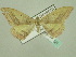  ( - BC ZSM Lep 33921)  @11 [ ] CreativeCommons - Attribution Non-Commercial Share-Alike (2010) Unspecified SNSB, Zoologische Staatssammlung Muenchen