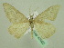  ( - BC ZSM Lep 33922)  @14 [ ] CreativeCommons - Attribution Non-Commercial Share-Alike (2010) Unspecified SNSB, Zoologische Staatssammlung Muenchen