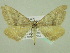  ( - BC ZSM Lep 33925)  @12 [ ] CreativeCommons - Attribution Non-Commercial Share-Alike (2010) Unspecified SNSB, Zoologische Staatssammlung Muenchen