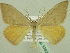  (Rhodostrophia dispar - BC ZSM Lep 33926)  @13 [ ] CreativeCommons - Attribution Non-Commercial Share-Alike (2010) Unspecified SNSB, Zoologische Staatssammlung Muenchen