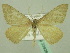  ( - BC ZSM Lep 33928)  @13 [ ] CreativeCommons - Attribution Non-Commercial Share-Alike (2010) Unspecified SNSB, Zoologische Staatssammlung Muenchen