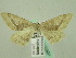  ( - BC ZSM Lep 33931)  @12 [ ] CreativeCommons - Attribution Non-Commercial Share-Alike (2010) Unspecified SNSB, Zoologische Staatssammlung Muenchen
