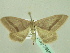  ( - BC ZSM Lep 33933)  @13 [ ] CreativeCommons - Attribution Non-Commercial Share-Alike (2010) Unspecified SNSB, Zoologische Staatssammlung Muenchen