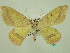  ( - BC ZSM Lep 33935)  @13 [ ] CreativeCommons - Attribution Non-Commercial Share-Alike (2010) Unspecified SNSB, Zoologische Staatssammlung Muenchen
