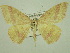  ( - BC ZSM Lep 33936)  @13 [ ] CreativeCommons - Attribution Non-Commercial Share-Alike (2010) Unspecified SNSB, Zoologische Staatssammlung Muenchen