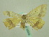  ( - BC ZSM Lep 33938)  @12 [ ] CreativeCommons - Attribution Non-Commercial Share-Alike (2010) Unspecified SNSB, Zoologische Staatssammlung Muenchen