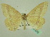  ( - BC ZSM Lep 33939)  @13 [ ] CreativeCommons - Attribution Non-Commercial Share-Alike (2010) Unspecified SNSB, Zoologische Staatssammlung Muenchen
