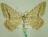  ( - BC ZSM Lep 33944)  @13 [ ] CreativeCommons - Attribution Non-Commercial Share-Alike (2010) Unspecified SNSB, Zoologische Staatssammlung Muenchen