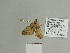 ( - BC ZSM Lep 84568)  @12 [ ] CreativeCommons - Attribution Non-Commercial Share-Alike (2014) Axel Hausmann/Bavarian State Collection of Zoology (ZSM) SNSB, Zoologische Staatssammlung Muenchen