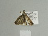  ( - BC ZSM Lep 84577)  @12 [ ] CreativeCommons - Attribution Non-Commercial Share-Alike (2014) Axel Hausmann/Bavarian State Collection of Zoology (ZSM) SNSB, Zoologische Staatssammlung Muenchen