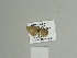  ( - BC ZSM Lep 84589)  @12 [ ] CreativeCommons - Attribution Non-Commercial Share-Alike (2014) Axel Hausmann/Bavarian State Collection of Zoology (ZSM) SNSB, Zoologische Staatssammlung Muenchen