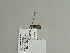  ( - BC ZSM Lep 84590)  @12 [ ] CreativeCommons - Attribution Non-Commercial Share-Alike (2014) Axel Hausmann/Bavarian State Collection of Zoology (ZSM) SNSB, Zoologische Staatssammlung Muenchen