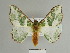  ( - BC ZSM Lep 84627)  @14 [ ] CreativeCommons - Attribution Non-Commercial Share-Alike (2014) Axel Hausmann/Bavarian State Collection of Zoology (ZSM) SNSB, Zoologische Staatssammlung Muenchen
