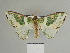 ( - BC ZSM Lep 84628)  @13 [ ] CreativeCommons - Attribution Non-Commercial Share-Alike (2014) Axel Hausmann/Bavarian State Collection of Zoology (ZSM) SNSB, Zoologische Staatssammlung Muenchen