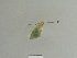  ( - BC ZSM Lep 84763)  @12 [ ] CreativeCommons - Attribution Non-Commercial Share-Alike (2014) Axel Hausmann/Bavarian State Collection of Zoology (ZSM) SNSB, Zoologische Staatssammlung Muenchen