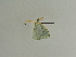  ( - BC ZSM Lep 84766)  @13 [ ] CreativeCommons - Attribution Non-Commercial Share-Alike (2014) Axel Hausmann/Bavarian State Collection of Zoology (ZSM) SNSB, Zoologische Staatssammlung Muenchen