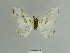  ( - BC ZSM Lep 84770)  @13 [ ] CreativeCommons - Attribution Non-Commercial Share-Alike (2014) Axel Hausmann/Bavarian State Collection of Zoology (ZSM) SNSB, Zoologische Staatssammlung Muenchen