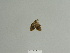  ( - BC ZSM Lep 84781)  @12 [ ] CreativeCommons - Attribution Non-Commercial Share-Alike (2014) Axel Hausmann/Bavarian State Collection of Zoology (ZSM) SNSB, Zoologische Staatssammlung Muenchen
