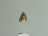  ( - BC ZSM Lep 84787)  @12 [ ] CreativeCommons - Attribution Non-Commercial Share-Alike (2014) Axel Hausmann/Bavarian State Collection of Zoology (ZSM) SNSB, Zoologische Staatssammlung Muenchen