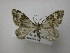  ( - BC ZSM Lep 84823)  @13 [ ] Axel Hausmann/Bavarian State Collection of Zoology (ZSM) (2014) Axel Hausmann/Bavarian State Collection of Zoology (ZSM) SNSB, Zoologische Staatssammlung Muenchen