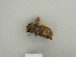  ( - BC ZSM Lep 84825)  @13 [ ] CreativeCommons - Attribution Non-Commercial Share-Alike (2014) Axel Hausmann/Bavarian State Collection of Zoology (ZSM) SNSB, Zoologische Staatssammlung Muenchen