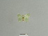  ( - BC ZSM Lep 84851)  @13 [ ] CreativeCommons - Attribution Non-Commercial Share-Alike (2014) Axel Hausmann/Bavarian State Collection of Zoology (ZSM) SNSB, Zoologische Staatssammlung Muenchen