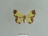  ( - BC ZSM Lep 84866)  @13 [ ] CreativeCommons - Attribution Non-Commercial Share-Alike (2014) Axel Hausmann/Bavarian State Collection of Zoology (ZSM) SNSB, Zoologische Staatssammlung Muenchen