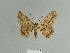 (Zeuctoboarmia hero - BC ZSM Lep 84867)  @14 [ ] CreativeCommons - Attribution Non-Commercial Share-Alike (2014) Axel Hausmann/Bavarian State Collection of Zoology (ZSM) SNSB, Zoologische Staatssammlung Muenchen