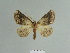  ( - BC ZSM Lep 84878)  @13 [ ] CreativeCommons - Attribution Non-Commercial Share-Alike (2014) Axel Hausmann/Bavarian State Collection of Zoology (ZSM) SNSB, Zoologische Staatssammlung Muenchen