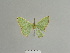  ( - BC ZSM Lep 84890)  @12 [ ] CreativeCommons - Attribution Non-Commercial Share-Alike (2014) Axel Hausmann/Bavarian State Collection of Zoology (ZSM) SNSB, Zoologische Staatssammlung Muenchen