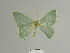  ( - BC ZSM Lep 84894)  @14 [ ] CreativeCommons - Attribution Non-Commercial Share-Alike (2014) Axel Hausmann/Bavarian State Collection of Zoology (ZSM) SNSB, Zoologische Staatssammlung Muenchen