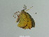  ( - BC ZSM Lep 84897)  @12 [ ] CreativeCommons - Attribution Non-Commercial Share-Alike (2014) Axel Hausmann/Bavarian State Collection of Zoology (ZSM) SNSB, Zoologische Staatssammlung Muenchen