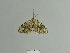  ( - BC ZSM Lep 84968)  @12 [ ] CreativeCommons - Attribution Non-Commercial Share-Alike (2014) Axel Hausmann/Bavarian State Collection of Zoology (ZSM) SNSB, Zoologische Staatssammlung Muenchen