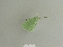  ( - BC ZSM Lep 84981)  @12 [ ] CreativeCommons - Attribution Non-Commercial Share-Alike (2014) Axel Hausmann/Bavarian State Collection of Zoology (ZSM) SNSB, Zoologische Staatssammlung Muenchen