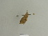  ( - BC ZSM Lep 84993)  @11 [ ] CreativeCommons - Attribution Non-Commercial Share-Alike (2014) Axel Hausmann/Bavarian State Collection of Zoology (ZSM) SNSB, Zoologische Staatssammlung Muenchen