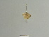  ( - BC ZSM Lep 85000)  @11 [ ] CreativeCommons - Attribution Non-Commercial Share-Alike (2014) Axel Hausmann/Bavarian State Collection of Zoology (ZSM) SNSB, Zoologische Staatssammlung Muenchen