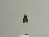  ( - BC ZSM Lep 85018)  @12 [ ] CreativeCommons - Attribution Non-Commercial Share-Alike (2014) Axel Hausmann/Bavarian State Collection of Zoology (ZSM) SNSB, Zoologische Staatssammlung Muenchen
