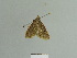  (Hypsopygia glaucinalis - BC ZSM Lep 85047)  @14 [ ] CreativeCommons - Attribution Non-Commercial Share-Alike (2014) Axel Hausmann/Bavarian State Collection of Zoology (ZSM) SNSB, Zoologische Staatssammlung Muenchen