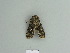  ( - BC ZSM Lep 85086)  @13 [ ] CreativeCommons - Attribution Non-Commercial Share-Alike (2014) Axel Hausmann/Bavarian State Collection of Zoology (ZSM) SNSB, Zoologische Staatssammlung Muenchen