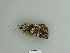  ( - BC ZSM Lep 85090)  @12 [ ] CreativeCommons - Attribution Non-Commercial Share-Alike (2014) Axel Hausmann/Bavarian State Collection of Zoology (ZSM) SNSB, Zoologische Staatssammlung Muenchen